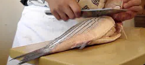 striped bass