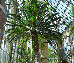 Hortus Botanical